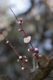 梅の花_DSC_0302.jpg