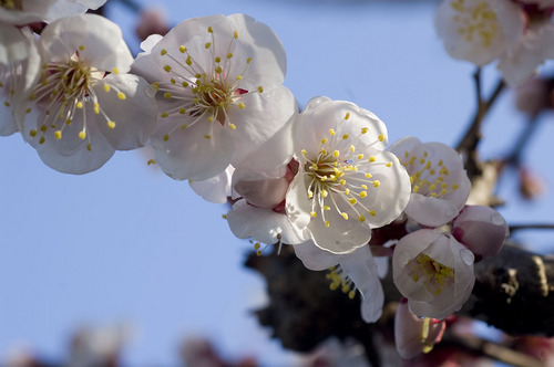 梅の花_DSC_0319.jpg