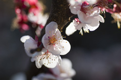 梅の花_DSC_4397.jpg