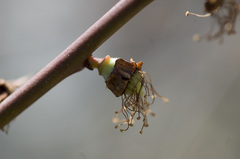 梅_花から実_DSC_4556.jpg