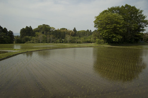 水田_DSC_5390.jpg