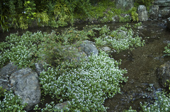 清流_DSC_5122.jpg