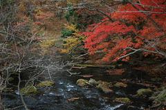 湯ノ湖_DSC_2627.jpg