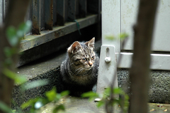 猫_DSC_1342.jpg