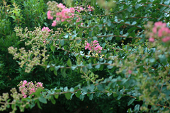 百日紅の花_DSC_1731.jpg
