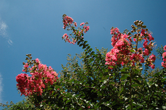 百日紅＆空_DSC_1750.jpg