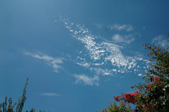 百日紅＆空_DSC_1770.jpg