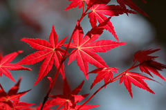 紅葉_DSC_0117.jpg