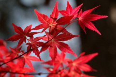 紅葉_4/6_DSC_0152.jpg