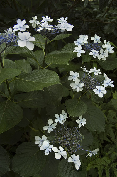 紫陽花_DSC_6031.jpg