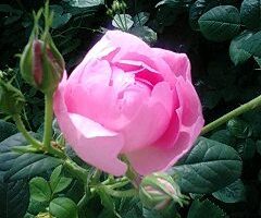 rose-skylark.jpg
