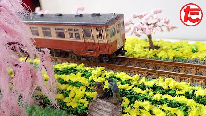 しだれ桜とソメイヨシノと菜の花09.jpg