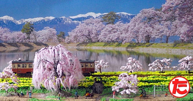 Ｎゲージジオラマしだれ桜とソメイヨシノと菜の花13.jpg