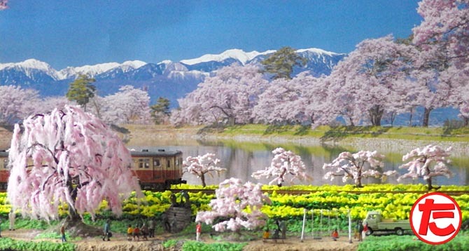 Ｎゲージジオラマしだれ桜とソメイヨシノと菜の花14.jpg