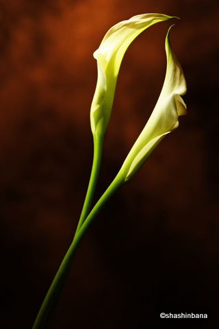 Calla