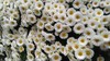 白い菊
