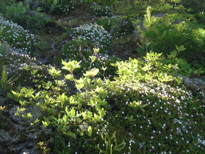 CIMG0430.JPG