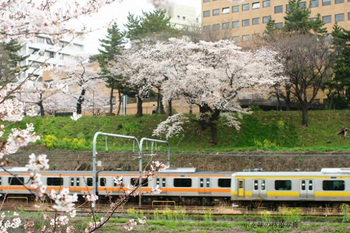 サクラ飯田橋２のコピー.jpg