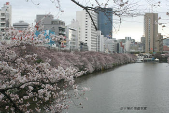 サクラ飯田橋３のコピー.jpg