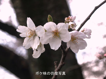 サクラ（青島）のコピー.jpg