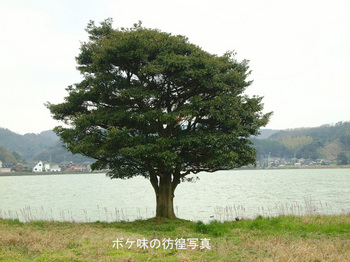 シイ(青島)のコピー.jpg