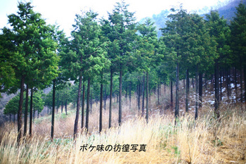 ヒノキ林１.jpg