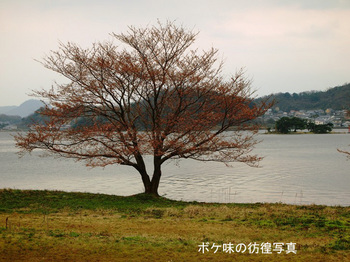 ヤマザクラ(青島)のコピー.jpg
