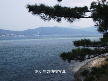 天橋立松並木から海を見る.jpg