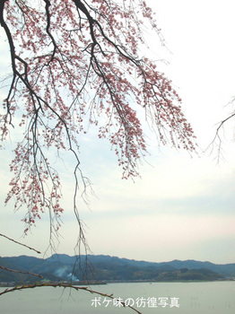 東郷池のサクラNO1.jpg
