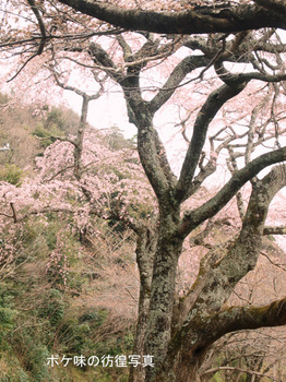 東郷池のサクラNO2.jpg