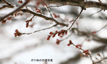 桃の蕾のコピー.jpg