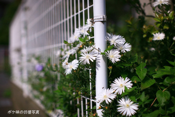 Z93花のコピー.jpg