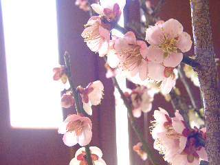 20090315ume01.JPG