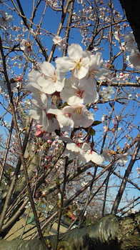 2011年4月7日　桜