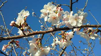 2011年４月７日　桜