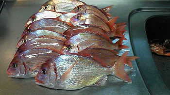 花鯛13匹　真鯛釣り(2011．05．23)