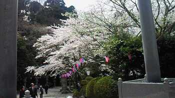 香取神宮の花見