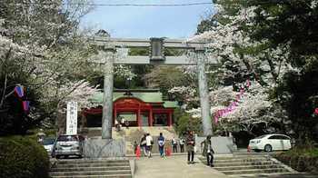 香取神宮の花見