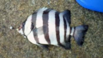 しま鯛(21cm)