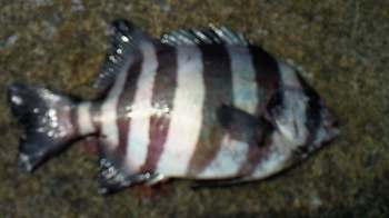 しま鯛(25cm)