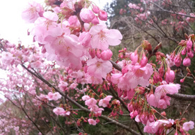 小雨にぬれる桜