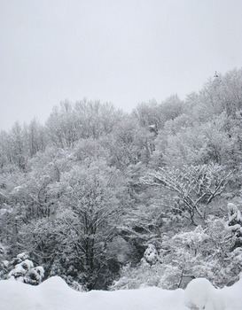 雪が積もった