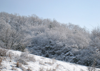 雪の朝