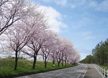 桜並木