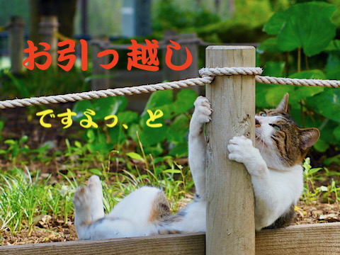 ぼへ猫通信