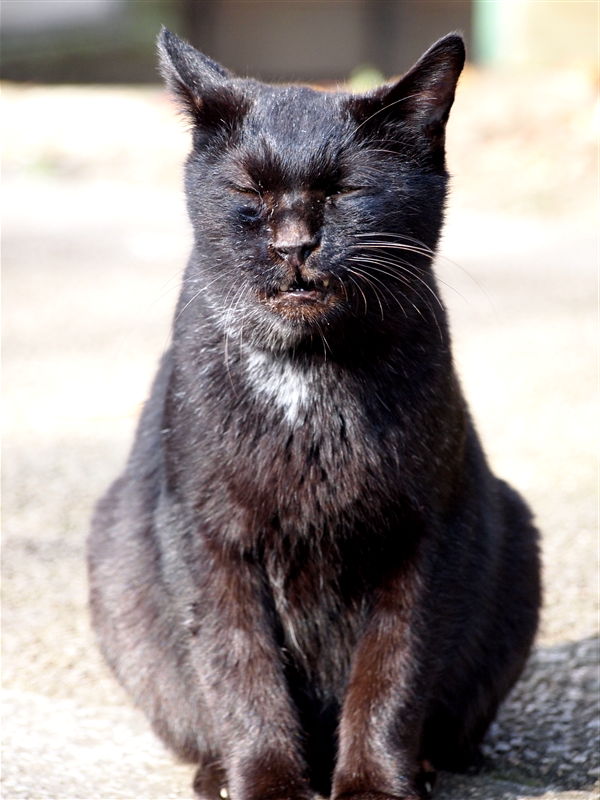 ぼへ猫通信 Ssブログ