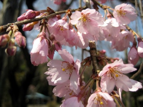 千葉県長光寺の枝垂桜1.jpg