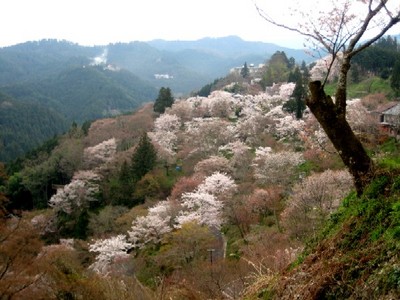 吉野千本桜JPG.jpg