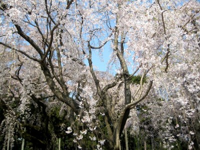 醍醐寺-1-23％.JPG