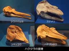 ハクジラ頭骨.JPG